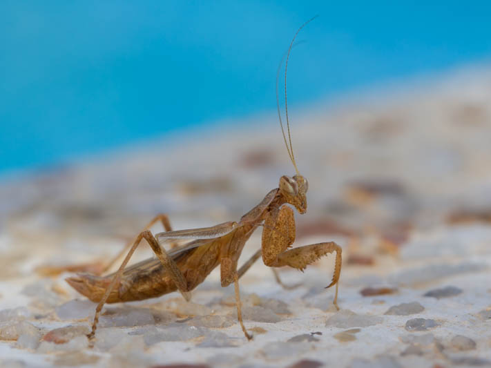 Ameles spalanzania (European Dwarf Mantis).jpg